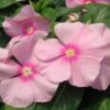цветы катарантус розового цвета