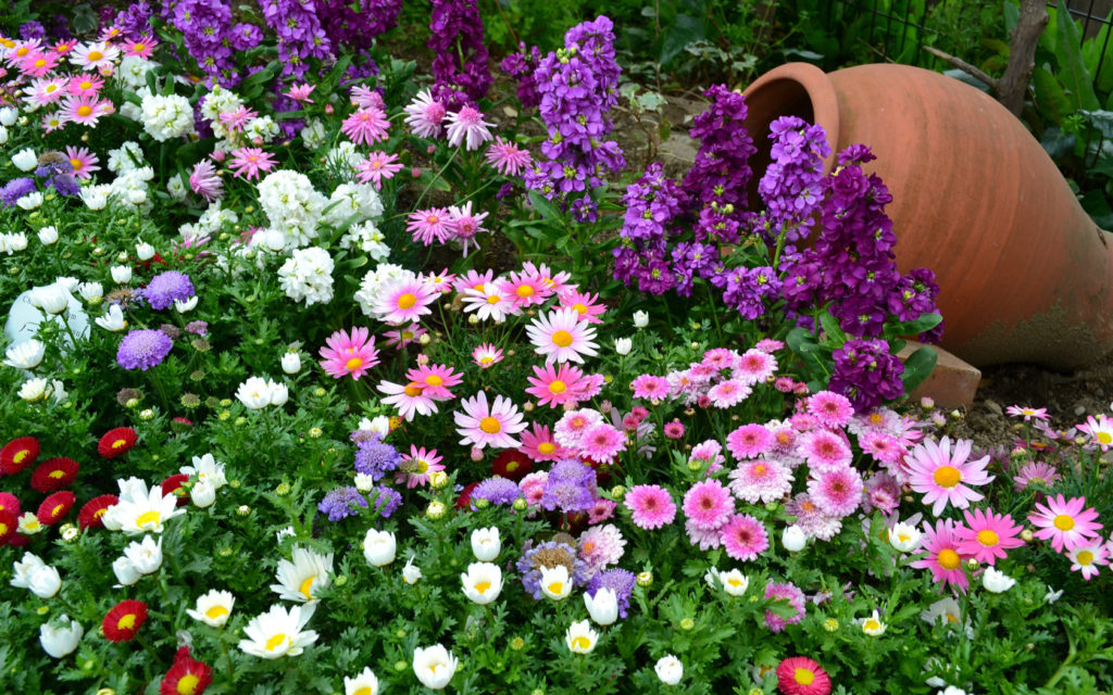 цветущие в саду однолетники
