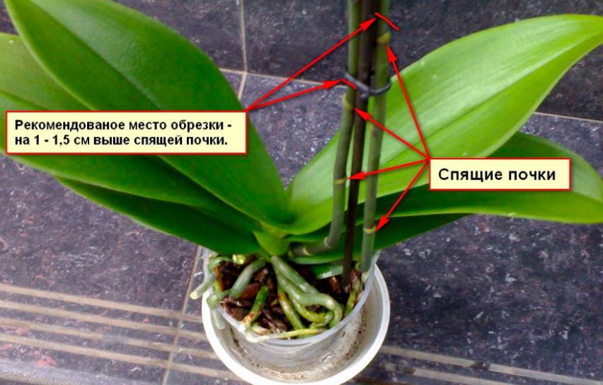 правила обрезки орхидеи