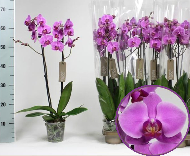 цветы орхидеи в горшках