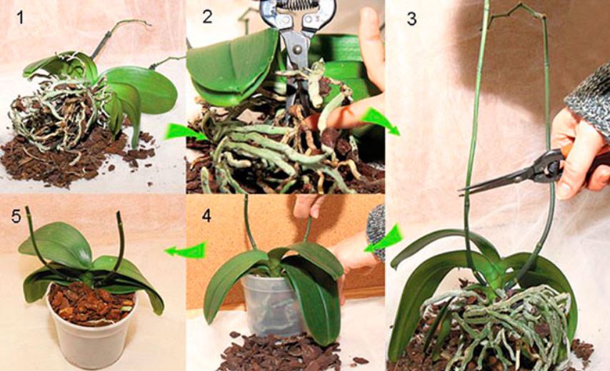 правила пересадки орхидеи