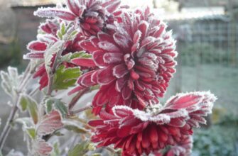 хризантема как ухаживать зимой