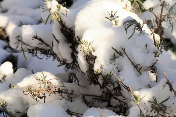 лаванда уход зимой и защита от снега