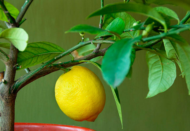 лимонное деревце в горшке