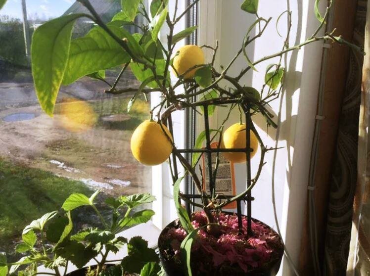 лимон уход зимой на подоконнике
