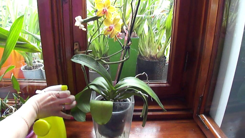 орхидеи уход зимой и полив