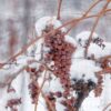 виноградник под снегом