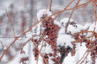 виноградник под снегом