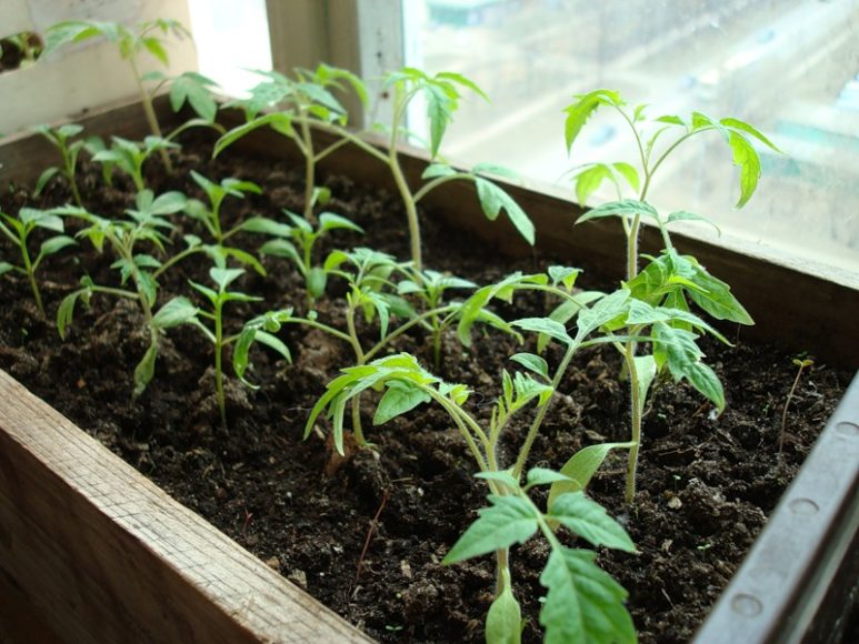 проращивание рассады помидор