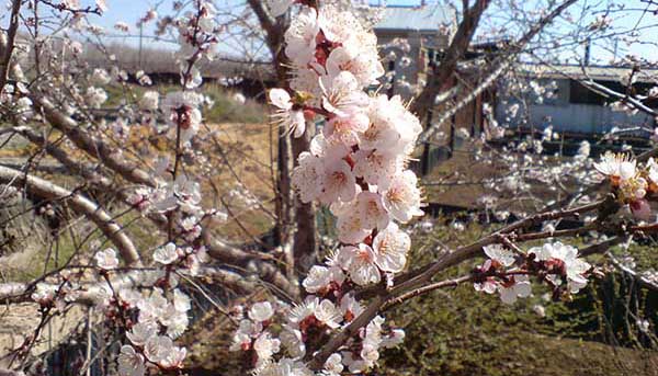 цветущее абрикосовое дерево