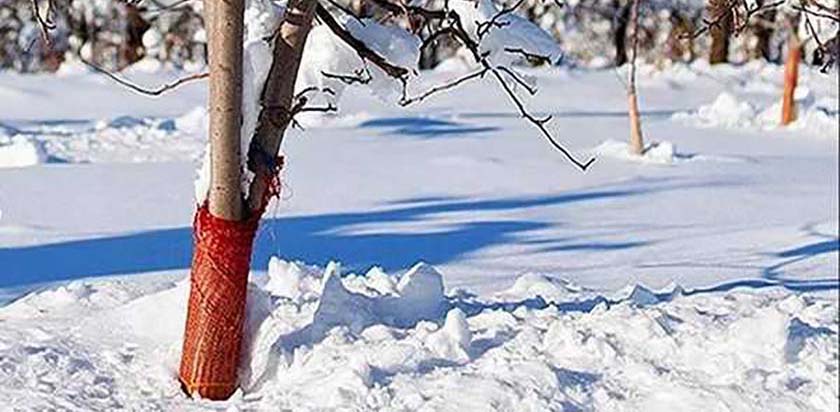 зимняя защита дерева